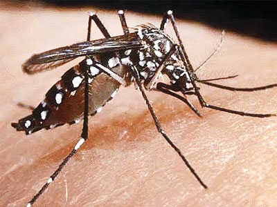 Cidadãos mais conscientizados contra a Dengue