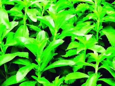 Planta 