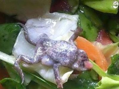 Sapo na salada