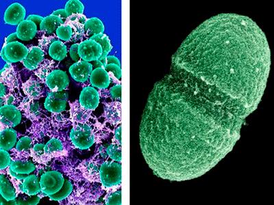 Microbioma humano