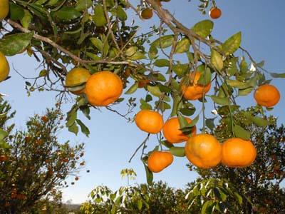 Agricultura