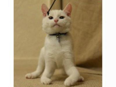 Gato