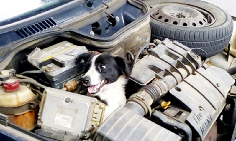 Cachorro é encontrado dentro de motor de carro