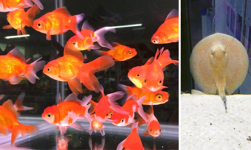 Pet Shop Vilseki inicia comercialização de peixes 