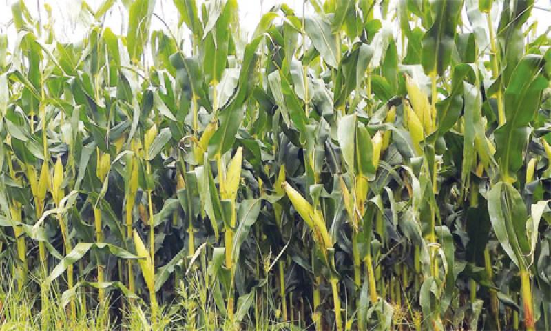 Balsa Nova já não produz mais milho como antigamente
