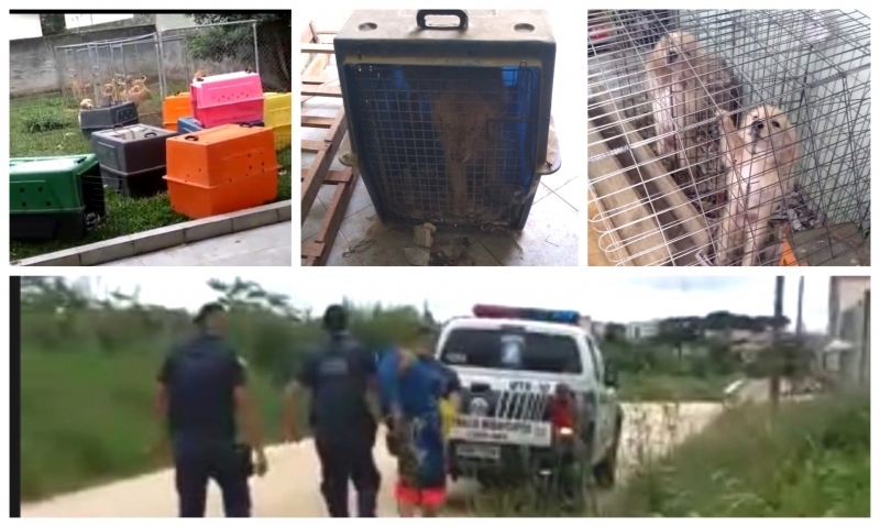 Cães resgatados e suspeitos por maus tratos são presos no São Gerônimo