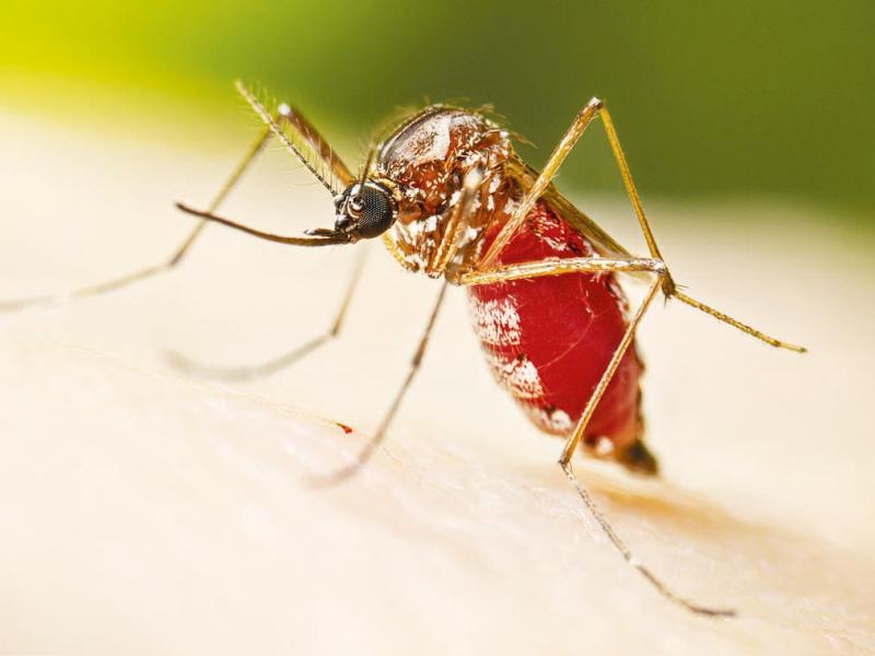 Campo Largo passa a ser considerada infestada para a presença  de Aedes aegypti e Saúde reforça a prevenção da dengue