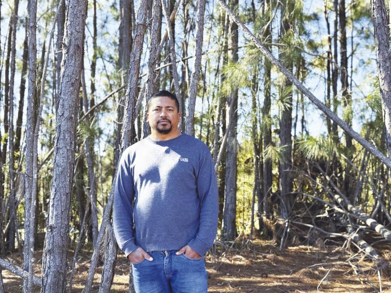 N Madeiras busca por áreas com plantação de pinus e eucalipto para compra e extração 