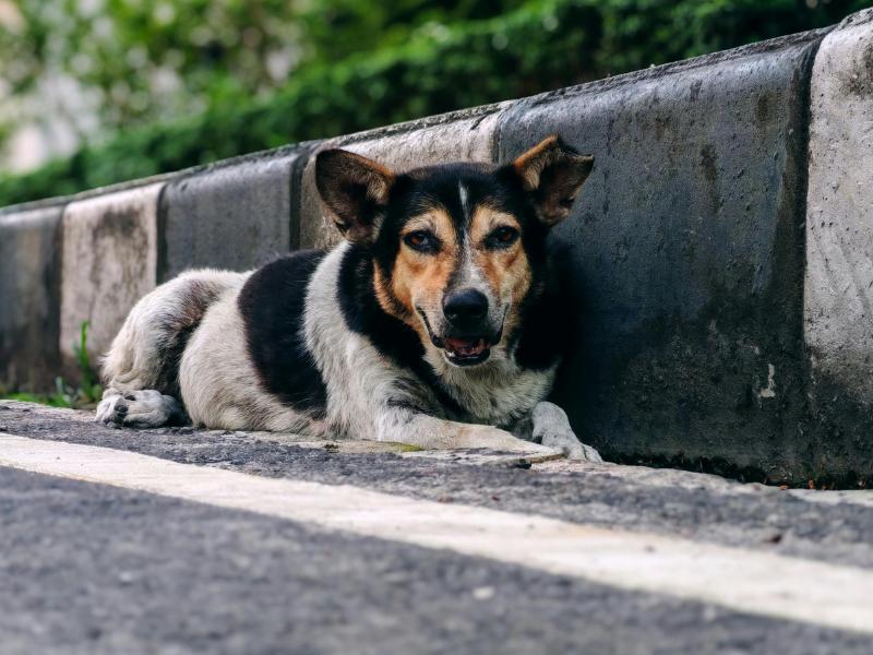 Audiência pública vai debater proteção animal em Campo Largo 