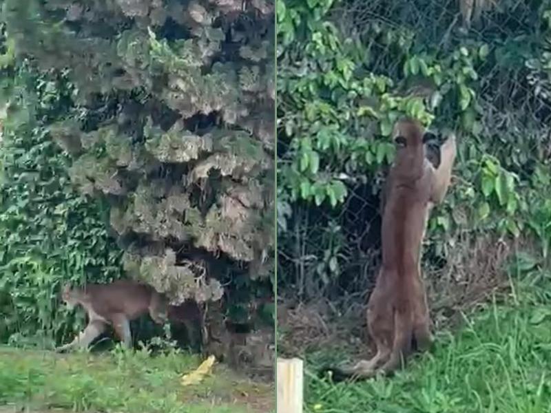 Onça-parda é registrada tentando encontrar caminho de volta para a mata em Campo Largo 