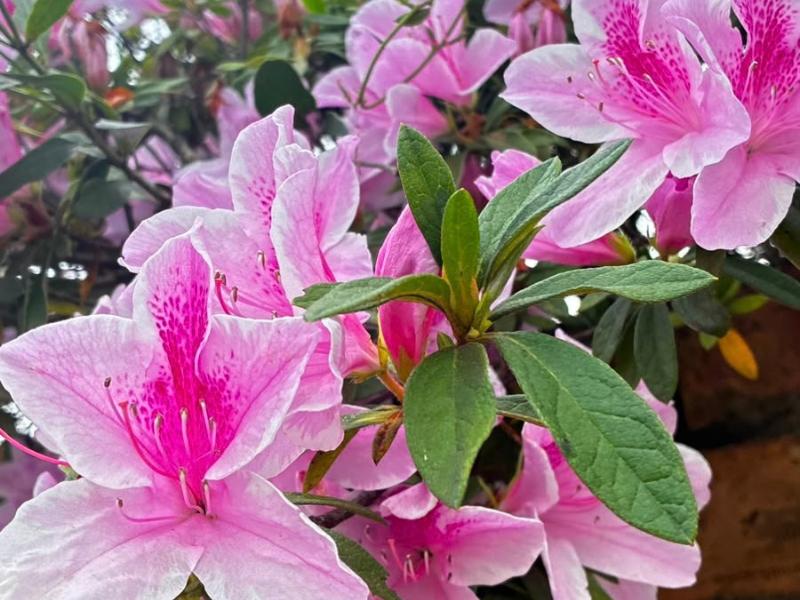 Chuvas e temperaturas acima da média vão marcar a primavera, prevê o Simepar 