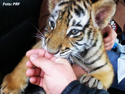 Polícia flagra transporte de tigre em gaiola 