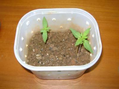 Pés de Maconha são apreendidos pela PM