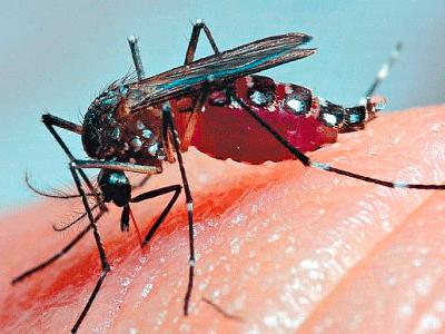 Dengue