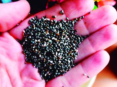 Chia