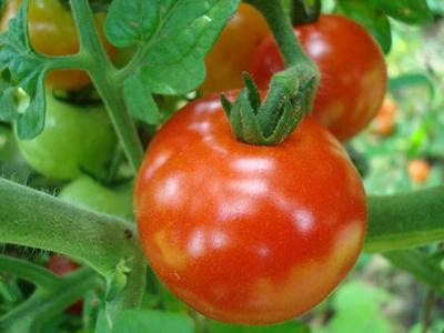Tomate