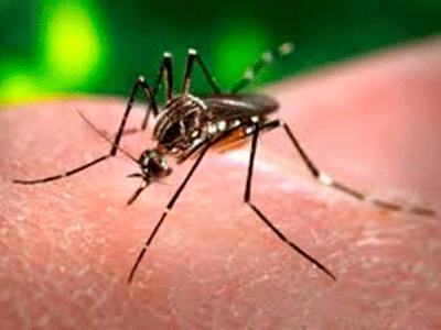Dengue