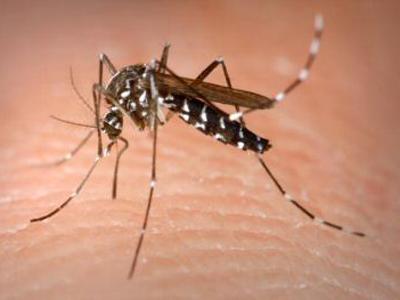 Dengue