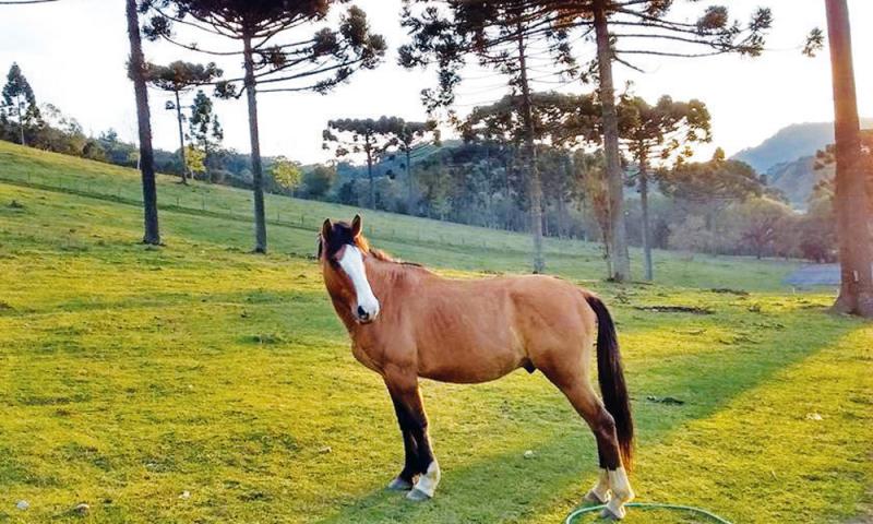 1ª Cavalgada Estância São Jorge no próximo dia 23