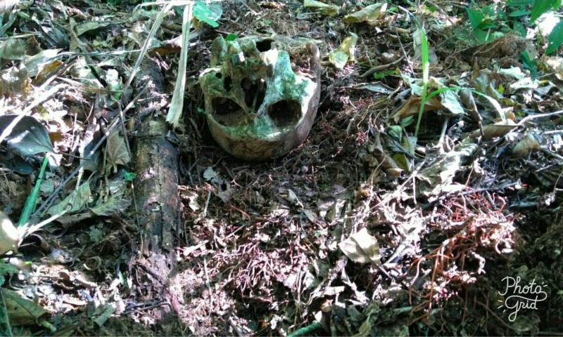 Crânio encontrado em Chácara no Distrito de Bateias