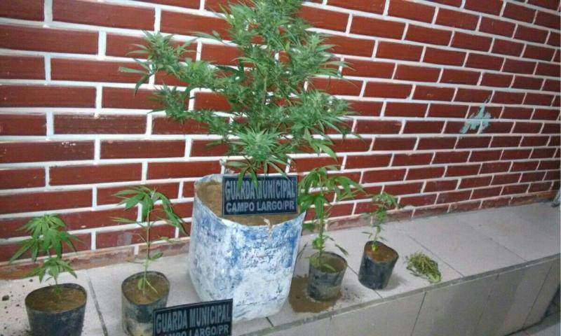 Suspeito preso pela GM por cultivar maconha no Carmela