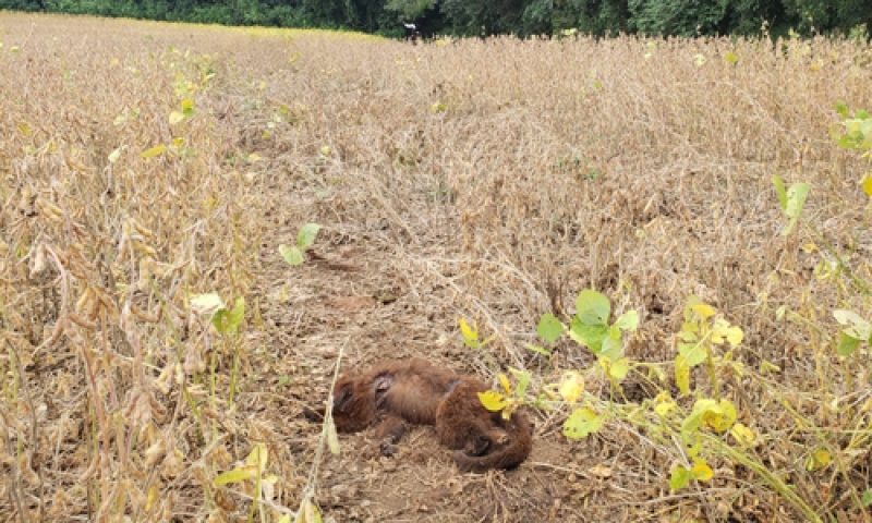 Macaco com suspeita de Febre Amarela em Campo Largo