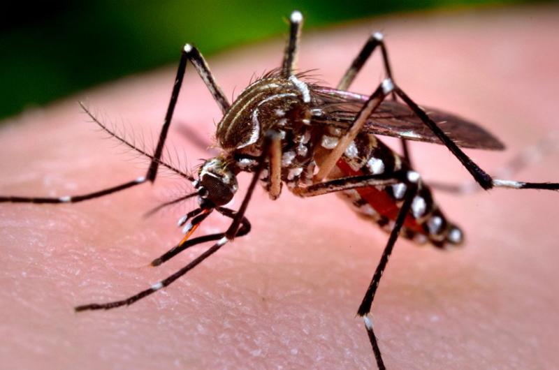 Paraná está em estado de alerta por epidemia de dengue