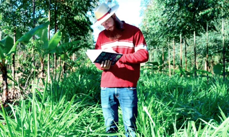 Agrofloresta torna-se opção para uma produção agrícola mais sustentável