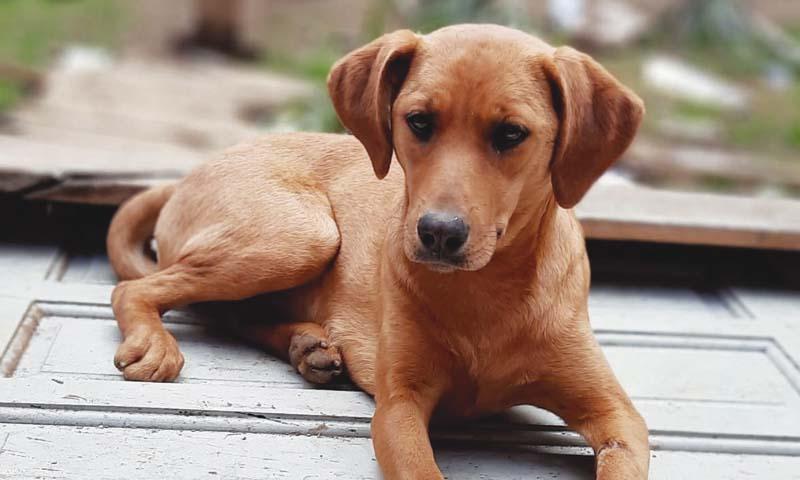 Mais de 100 animais disponíveis  para adoção na Vila Tripa e Razera