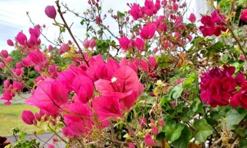 Primavera chega em meio ao frio e terá chuvas irregulares no Paraná