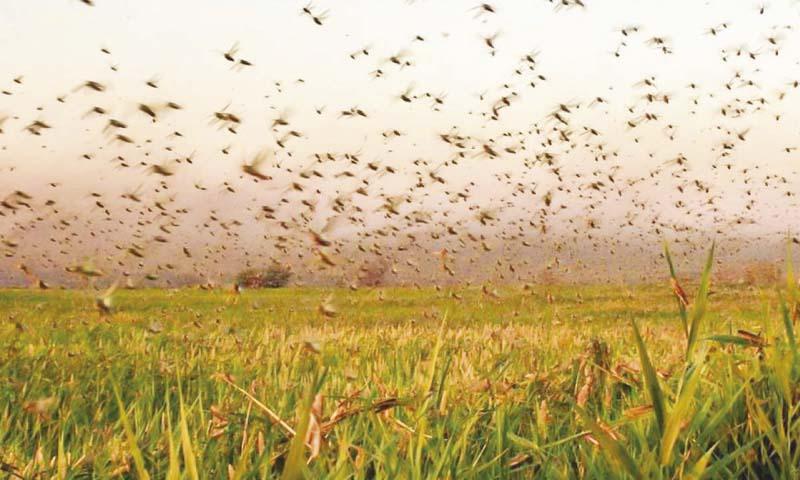 Apesar das chances baixas de ataque, Sindicato  Rural está monitorando nuvem de gafanhotos
