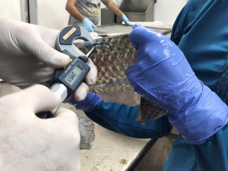 UEM estuda uso da pele de peixes para a medicina, principalmente em queimaduras