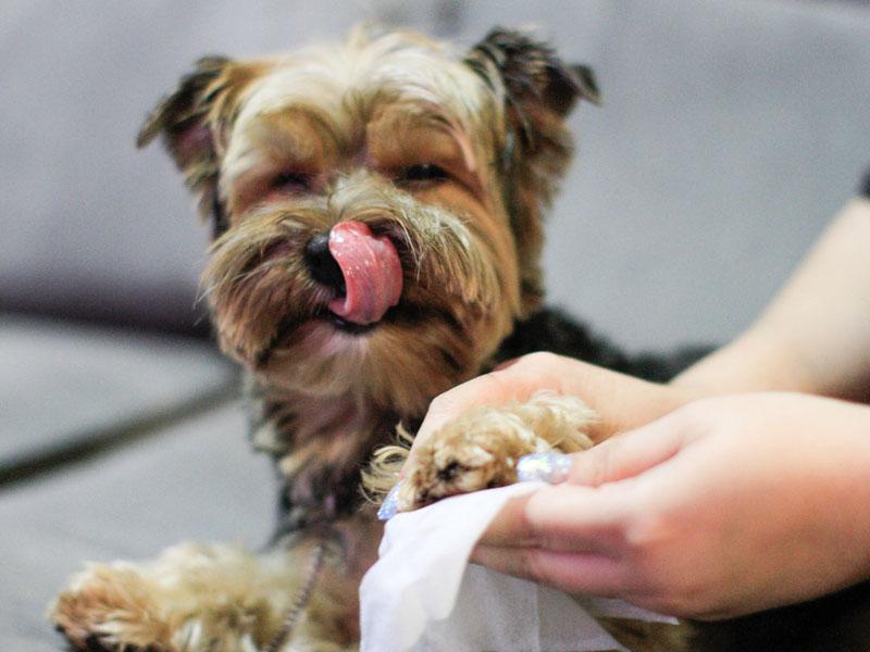 Estado promove campanha de conscientização sobre câncer de mama em pets