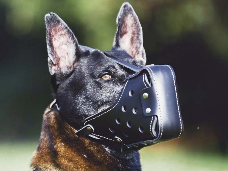 Donos de cães devem observar a necessidade do uso de focinheira em locais públicos