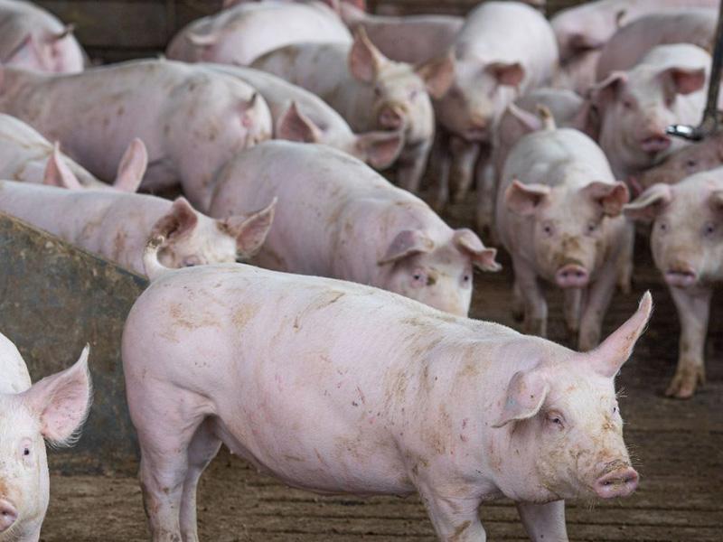Abate de suínos bate recorde no segundo trimestre, diz IBGE