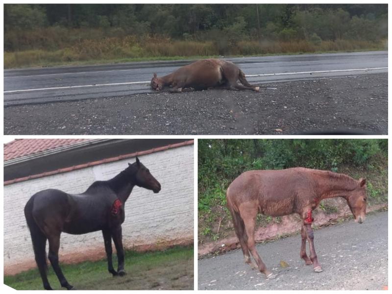 Cavalos soltos na pistas da antiga 277 em Campo Largo são atropelados 