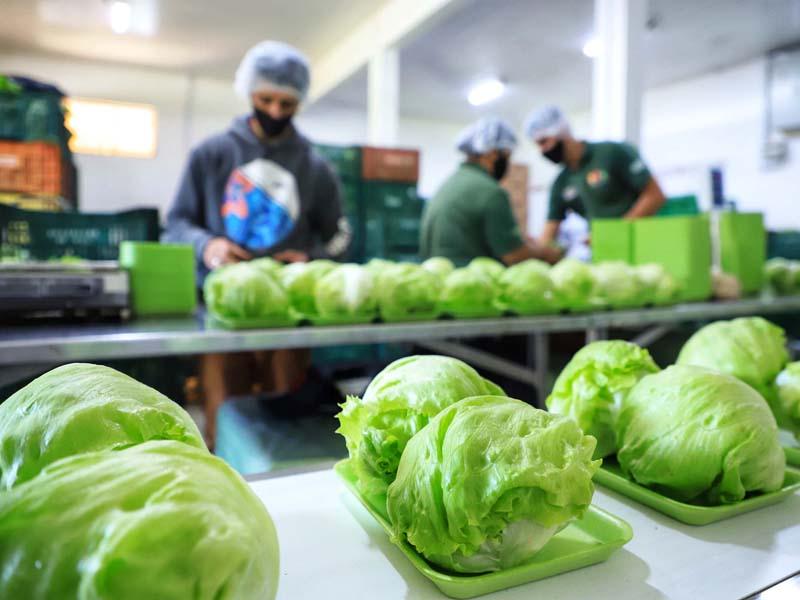 Com milhares de produtores certificados, Paraná aposta no cultivo de orgânicos