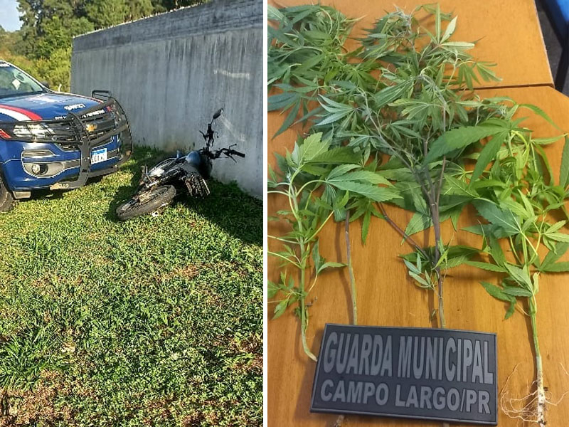 Após fuga homem é preso com moto adulterada e pés de maconha em casa no Bela Vista