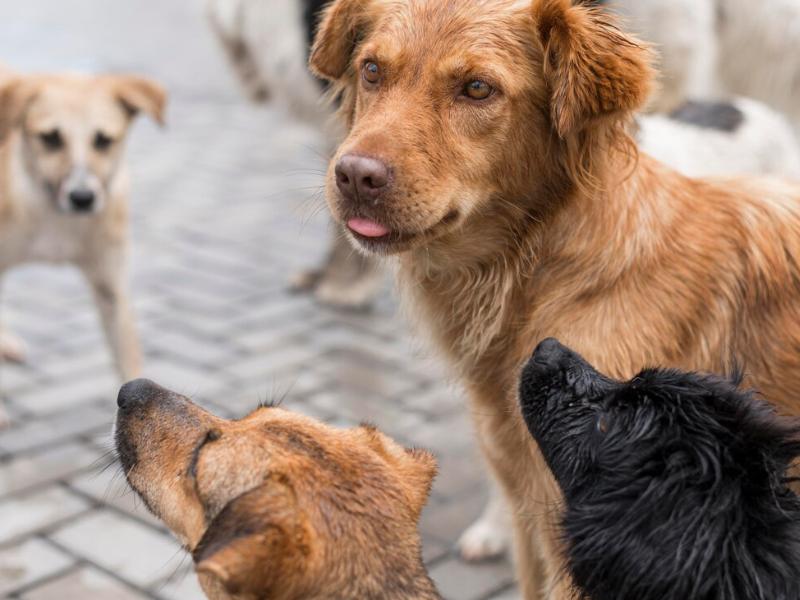 Campanha Dezembro Verde busca conscientizar sobre abandono de animais que tem aumento no período das férias