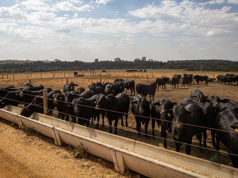 IBGE: pecuária brasileira colecionou recordes em 2022