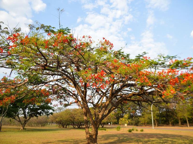Primavera começa às 3h50 deste sábado