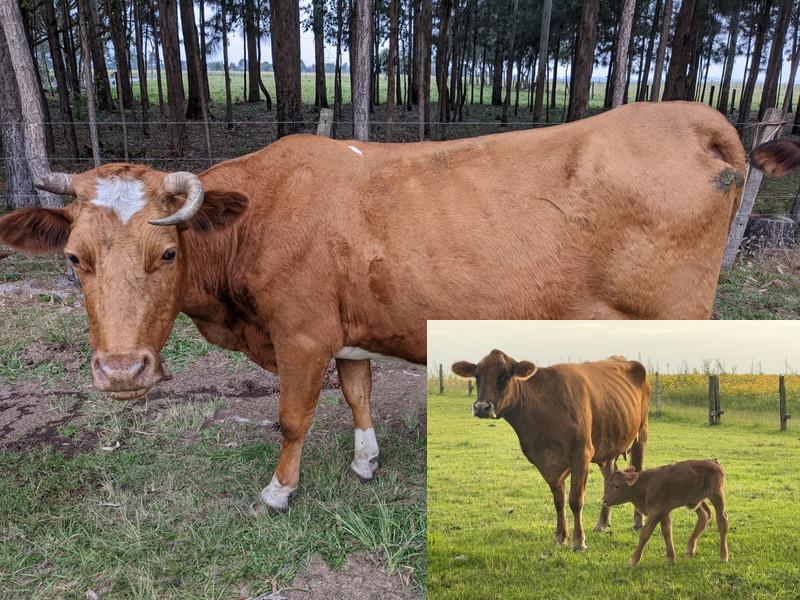 Marginais em uma camioneta escura furtam vacas de propriedade em Balsa Nova 