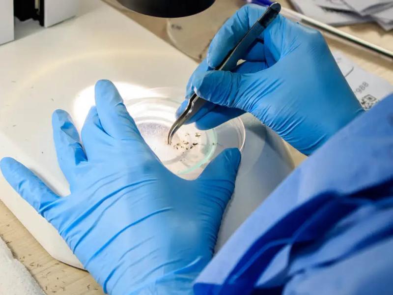 Rio faz nova soltura de mosquitos usados no combate à dengue