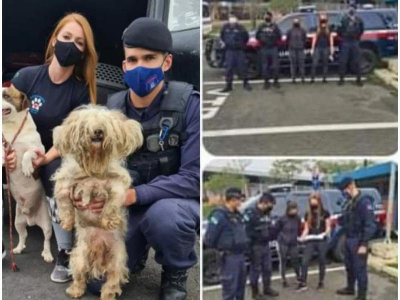 Guarda Municipal registra aumento superior a 56% nos casos de maus-tratos a animais em Campo Largo