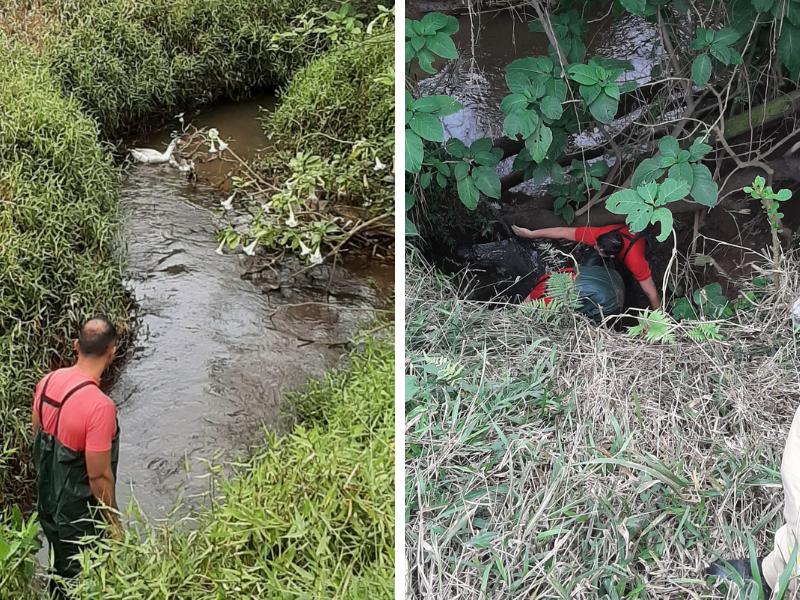 Gansos presos em manilha no bairro Itaqui são salvos pelos bombeiros 