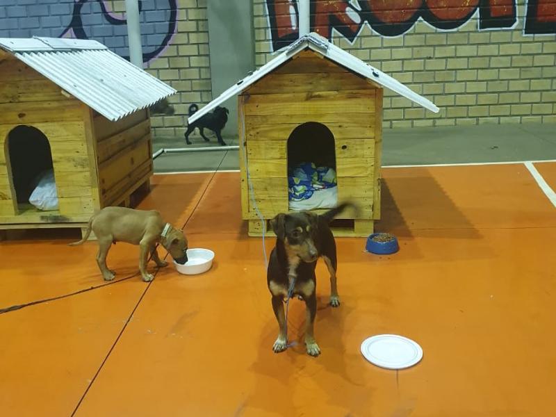Casinhas feitas em penitenciária do Paraná vão ajudar a abrigar animais resgatados no RS