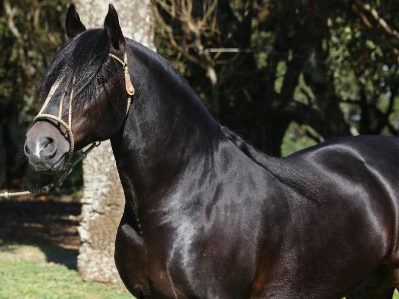 2ª Festa da Primavera terá Exposição Morfológica do Cavalo Crioulo com prêmio de R$ 10 mil