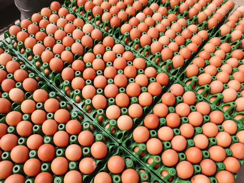 Produção de ovos do Paraná cresce 72% em uma década e mercado segue em expansão