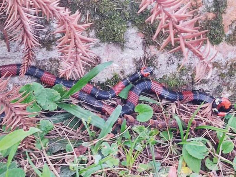 Morador do Retiro encontra cobras- corais-verdadeiras em sua propriedade