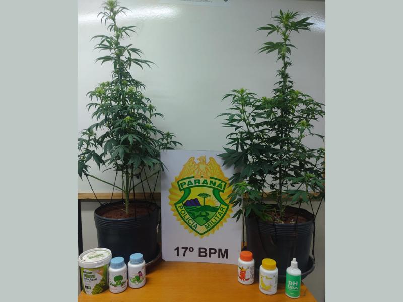 Polícia Militar apreende pés de Cannabis Sativa no Bom Jesus e encaminha indivíduo para TCIP